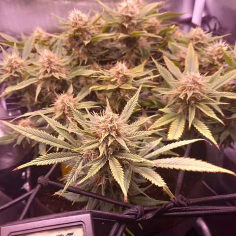 Mary/ erster Grow growlog timeline photo