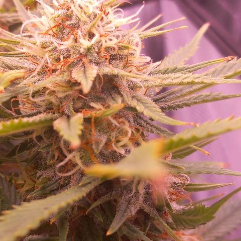 Mary/ erster Grow growlog timeline photo