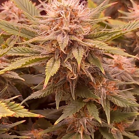 Mary/ erster Grow growlog timeline photo