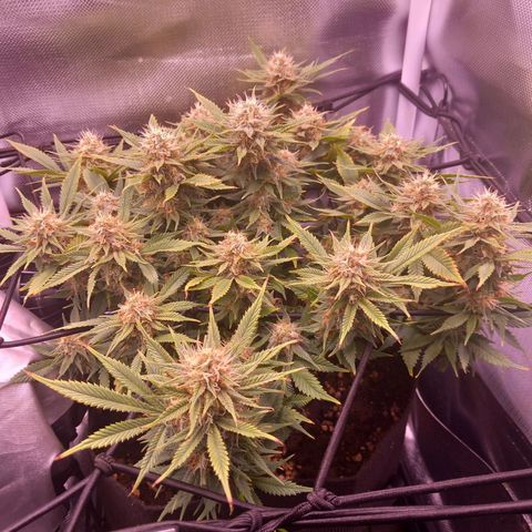 Mary/ erster Grow growlog timeline photo