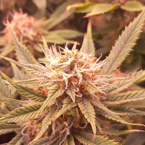 Mary/ erster Grow growlog timeline photo