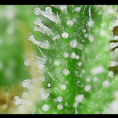 Mary/ erster Grow growlog timeline photo