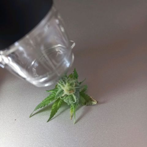 Mary/ erster Grow growlog timeline photo