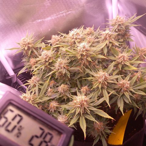 Mary/ erster Grow growlog timeline photo