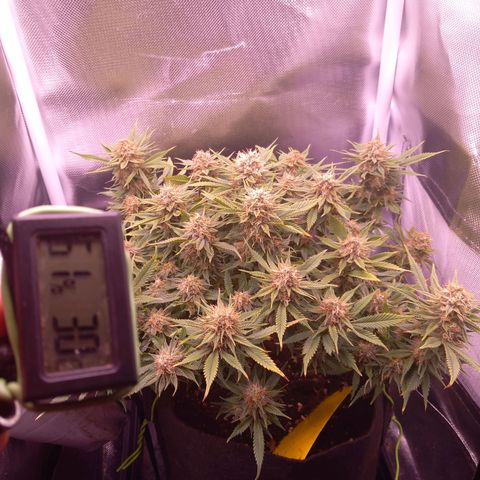 Mary/ erster Grow growlog timeline photo