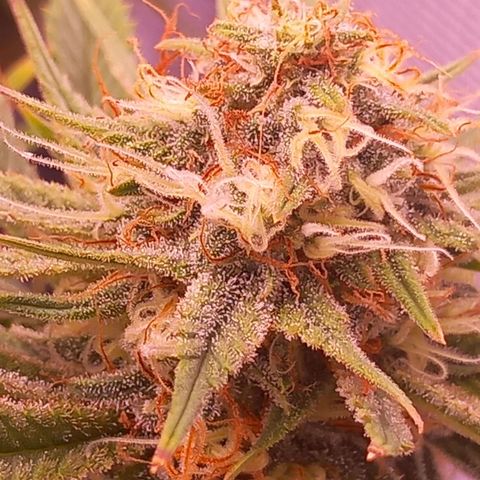 Mary/ erster Grow growlog timeline photo