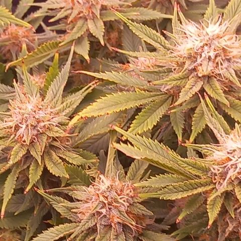 Mary/ erster Grow growlog timeline photo