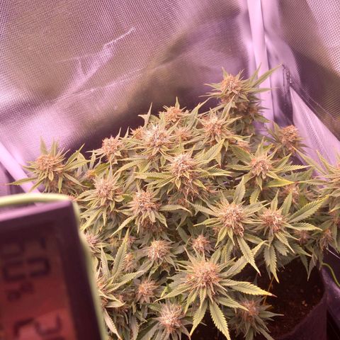 Mary/ erster Grow growlog timeline photo