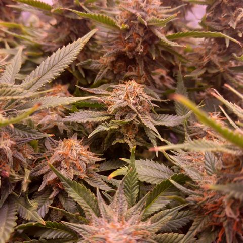 Mary/ erster Grow growlog timeline photo