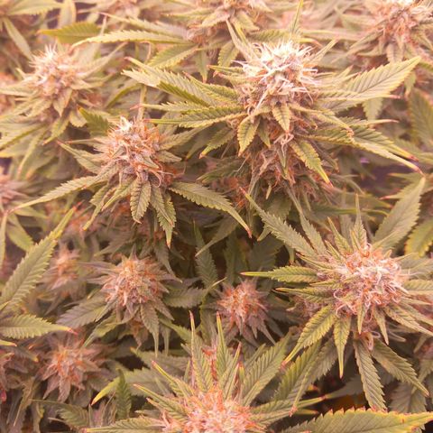 Mary/ erster Grow growlog timeline photo