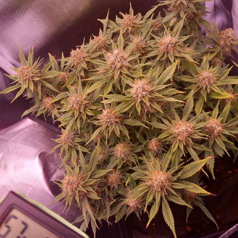 Mary/ erster Grow growlog timeline photo