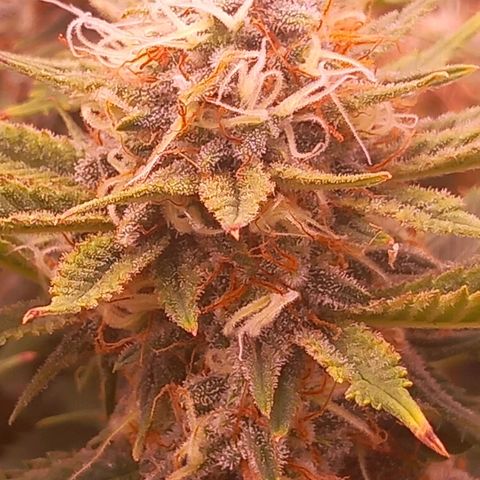 Mary/ erster Grow growlog timeline photo