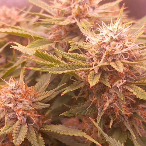 Mary/ erster Grow growlog timeline photo