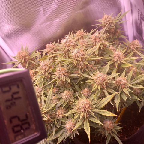 Mary/ erster Grow growlog timeline photo