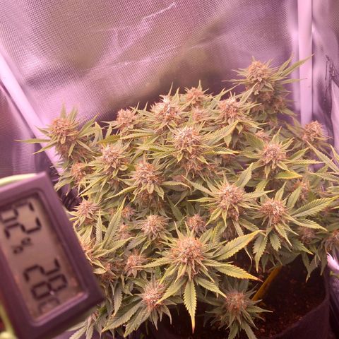 Mary/ erster Grow growlog timeline photo