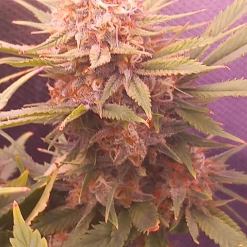 Mary/ erster Grow growlog timeline photo
