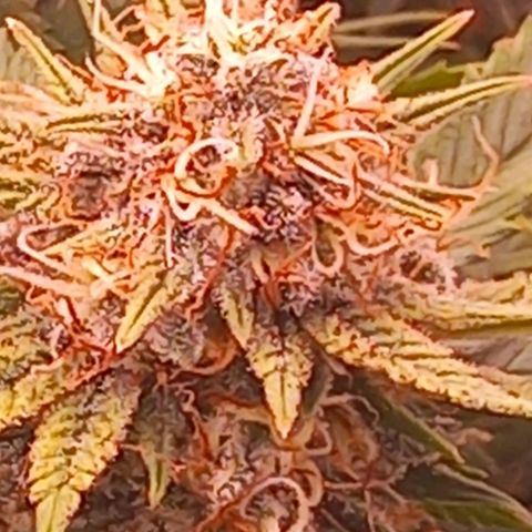 Mary/ erster Grow growlog timeline photo