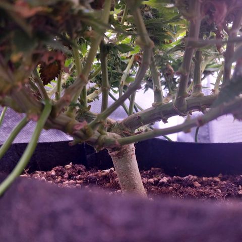 Mary/ erster Grow growlog timeline photo