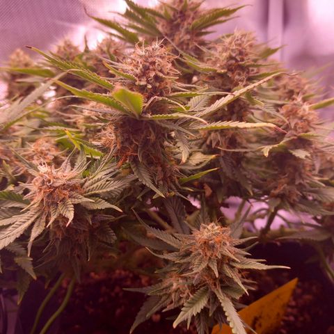 Mary/ erster Grow growlog timeline photo