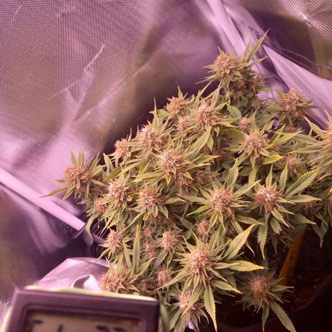Mary/ erster Grow growlog timeline photo