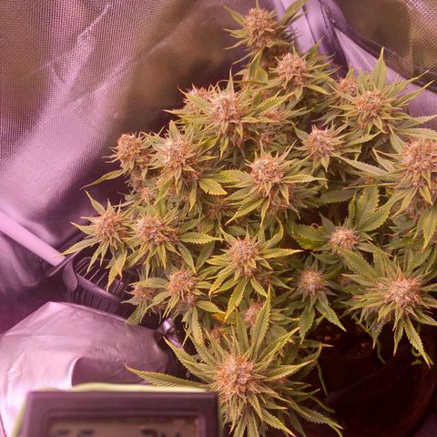 Mary/ erster Grow growlog timeline photo