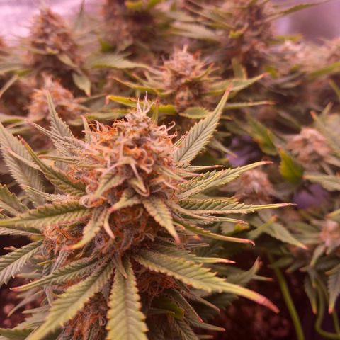 Mary/ erster Grow growlog timeline photo