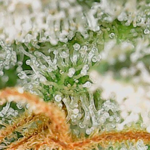 Mary/ erster Grow growlog timeline photo
