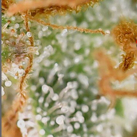 Mary/ erster Grow growlog timeline photo
