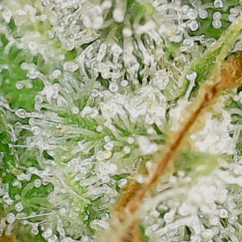 Mary/ erster Grow growlog timeline photo