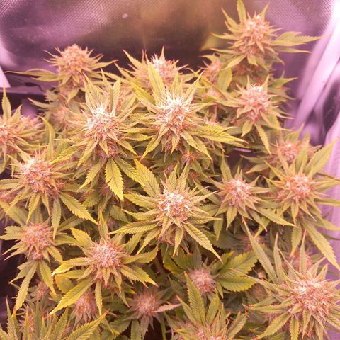 Mary/ erster Grow growlog timeline photo