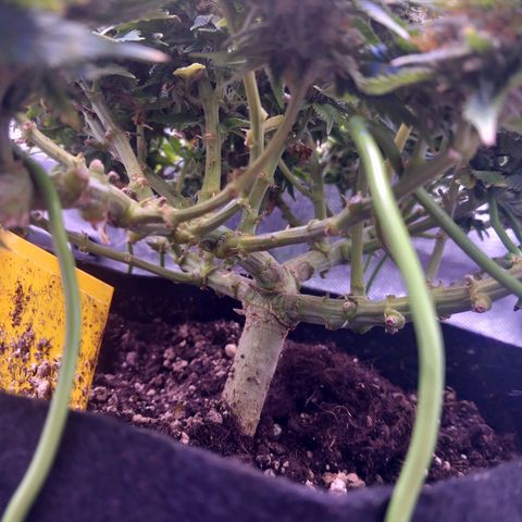Mary/ erster Grow growlog timeline photo
