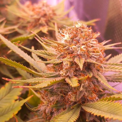 Mary/ erster Grow growlog timeline photo