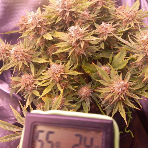 Mary/ erster Grow growlog timeline photo