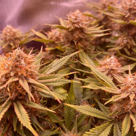 Mary/ erster Grow growlog timeline photo