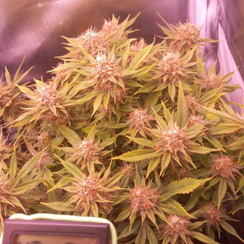 Mary/ erster Grow growlog timeline photo