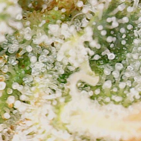 Mary/ erster Grow growlog timeline photo
