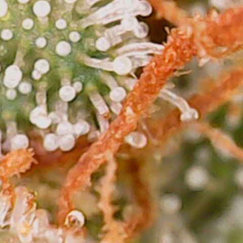 Mary/ erster Grow growlog timeline photo