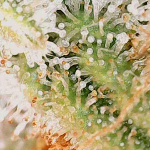 Mary/ erster Grow growlog timeline photo