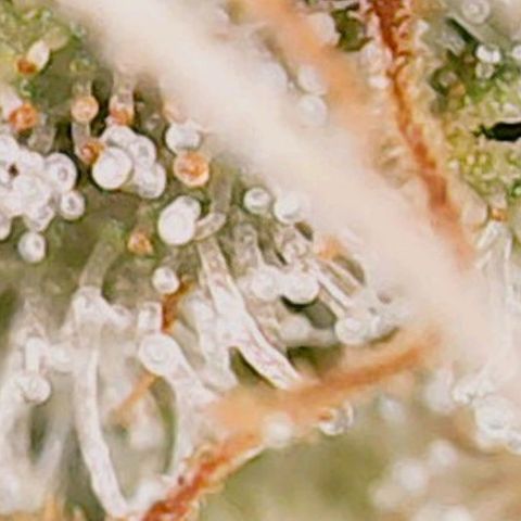 Mary/ erster Grow growlog timeline photo
