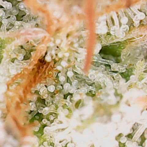 Mary/ erster Grow growlog timeline photo