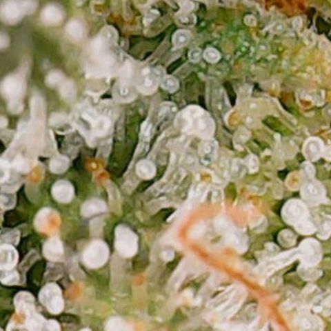 Mary/ erster Grow growlog timeline photo