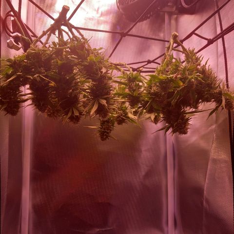 Mary/ erster Grow growlog photo: Ernte 