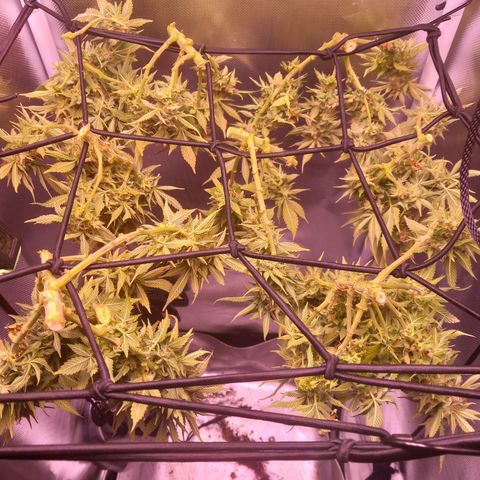 Mary/ erster Grow growlog photo: Ernte 