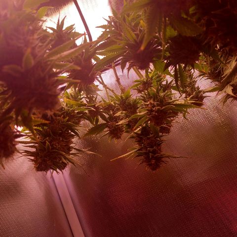 Mary/ erster Grow growlog photo: Ernte 