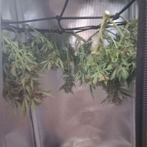 Mary/ erster Grow growlog timeline photo