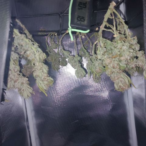 Mary/ erster Grow growlog photo: Luftfeuchtigkeit ist sehr hoch... versuche es zu senken... noch ist keine Schimmelbildung zu sehen.