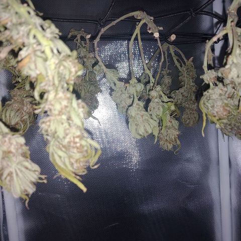 Mary/ erster Grow growlog timeline photo
