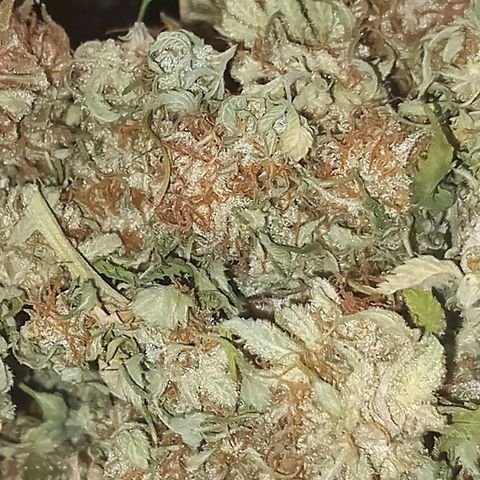 Mary/ erster Grow growlog timeline photo