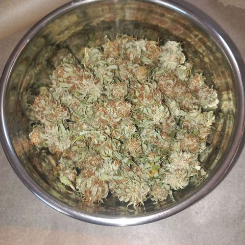 Mary/ erster Grow growlog timeline photo