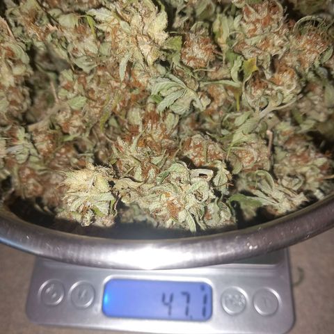 Mary/ erster Grow growlog timeline photo